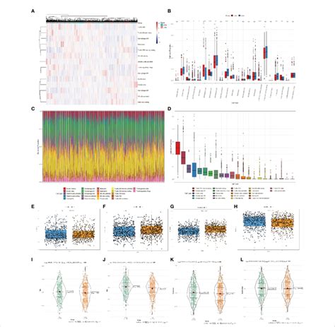 Immune Cells Infiltration Analysis Of The High And Low Scoring Groups