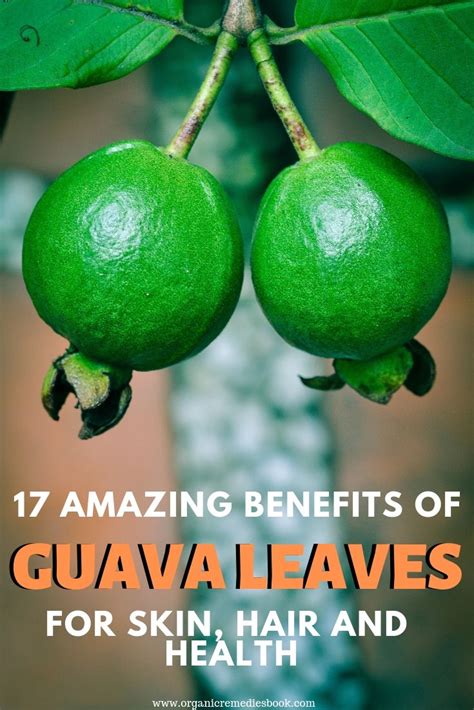 17 Amazing Benefits Of Guava Leaves For Skin Hair And Health Guava