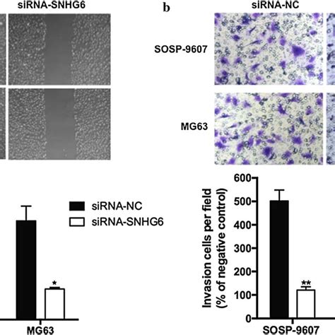 SNHG6 Knockdown Suppressed OS Cell Migration And Invasion In Vitro A