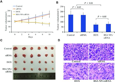 In Vivo Antitumor Effect Of BSA NPs SiRNA A The Tumor Volume Of