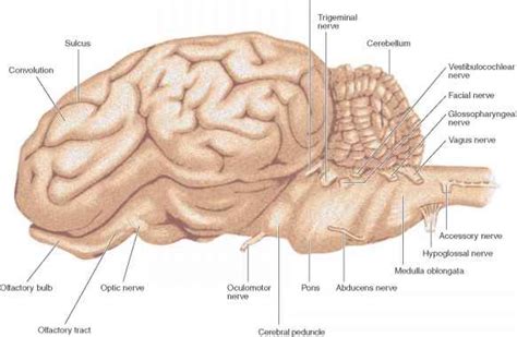 Cerebrum Sheep Dissection Human Anatomy Guws Medical