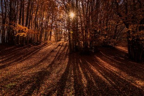 Dark Autumn Woods Images Free Download On Freepik