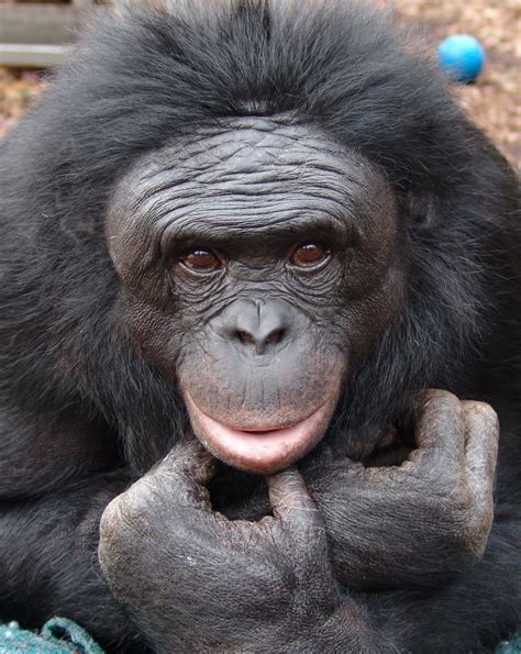 Kanzi - Chimp Bonobo making fire - portrait - Lazer Horse