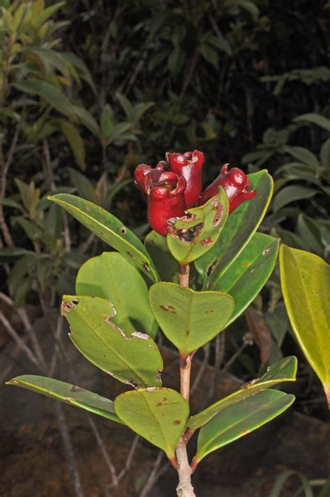 Syzygium Crassissimum Myrtaceae Image 102521 At PhytoImages Siu Edu