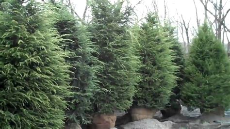 Large Shrubs For Sale Chris Orser Landscaping Youtube