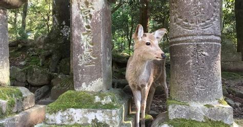 Tour Guidato Privato Di Un Giorno Della Citt Di Nara Del Parco Di