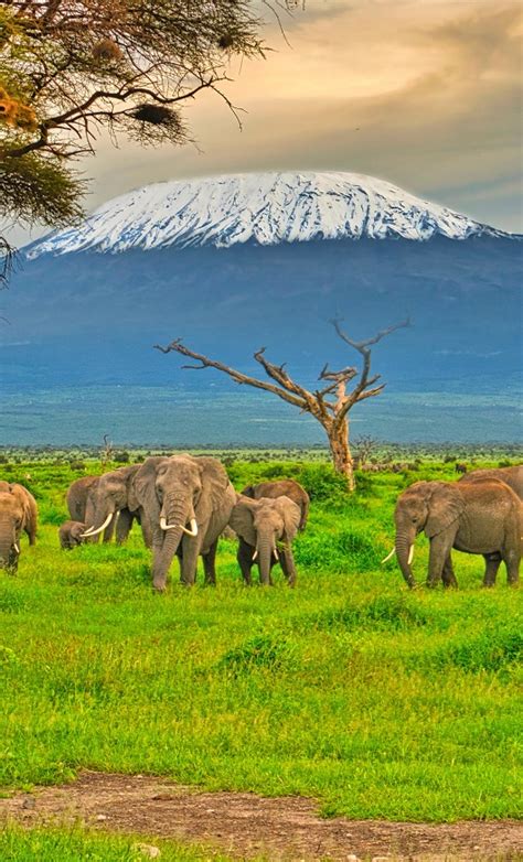 How To Experience Africas Best Safari In Amboseli Off