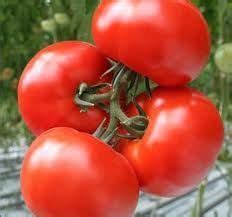Томаты "Персей": описание особенностей сорта, характеристика плодов ...