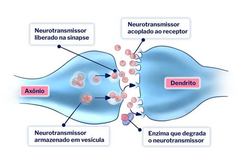 Qual A Função Da Sinapse - 10