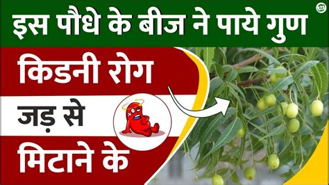 Neem Ke Fayde Kidney Rogi Ke Liye I Benefits Of Neem Seeds I Neem