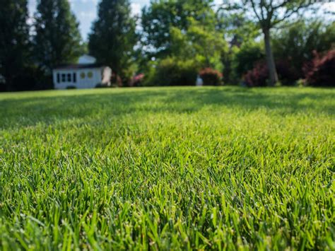 Fresh Sod Direct From Our Farm | Super-Sod