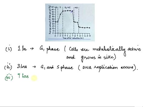 Solved When Nutrients Are Low Cells Of The Budding Yeast Saccharomyces Cerevisiae Exit The