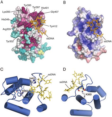 Structural Features Of The Yeast Pril Ctd A Amino Acid Conservation