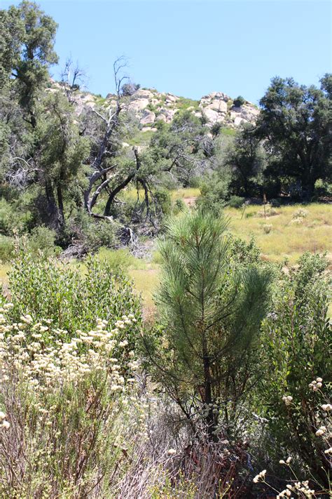 Cuyamaca Rancho State Park Green Valley Loop Food Booze And Baggage