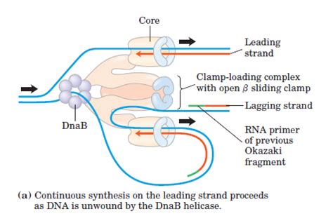 molecular biology - What is the structure of DNA polymerase III ...