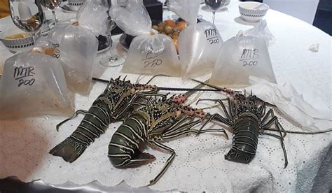 Terungkap Fakta Mengejutkan Ekspor Benih Lobster Baru Bisa Di