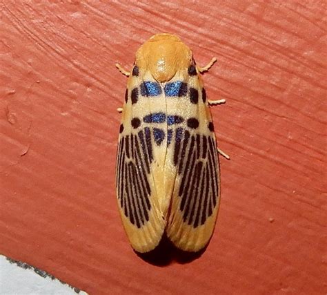 Stigmatophora Palmata Moths