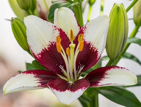 Purple And White Lily Lens Used Is The Smc Pentax A Mm Flickr