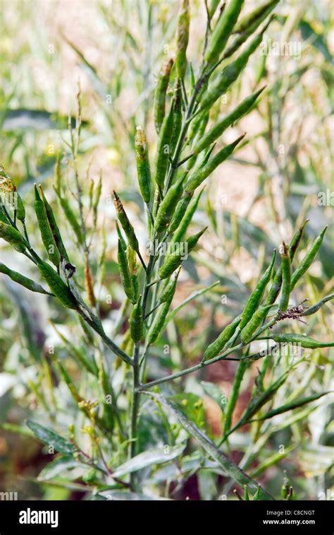 Mustard Plants Hi Res Stock Photography And Images Alamy