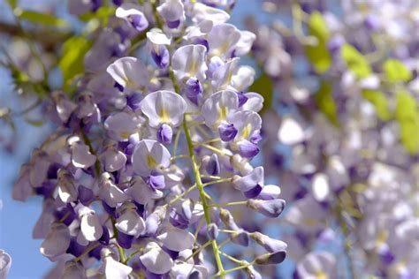 Japanese Wisteria: Care & Growing Guide