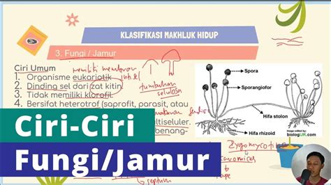 Ciri Ciri Fungi Jamur Dan Contoh Fungi Youtube