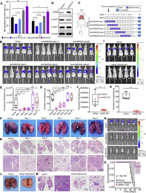 Immune Checkpoint Hla Ecd94 Nkg2a Mediates Evasion Of Circulating Tumor Cells From Nk Cell