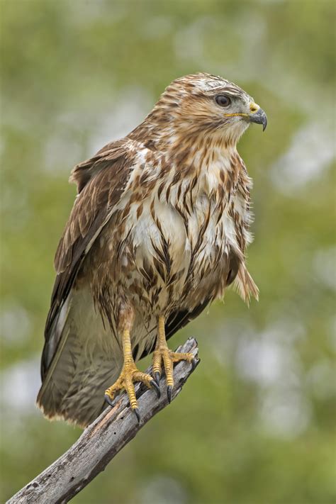 Buzzard attack leaves holes in mans head