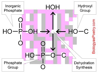 Phosphate Group - Biology As Poetry