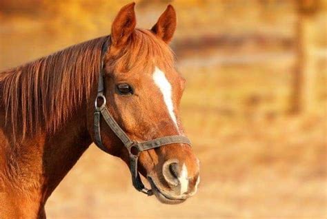 Conhe A As Principais Ra As De Cavalo Criadas No Brasil I Petz