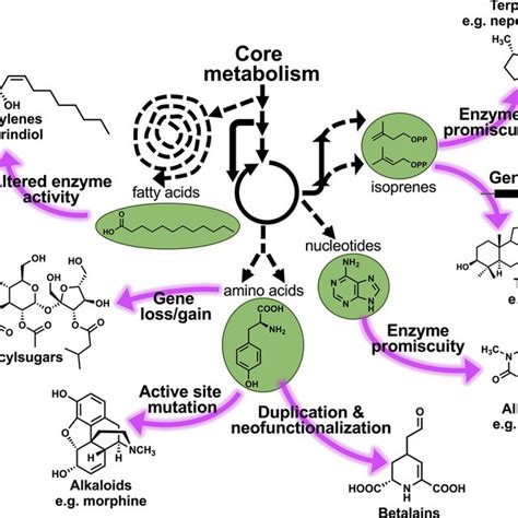 Structurally Diverse And Lineage Specific Plant Specialized Metabolites