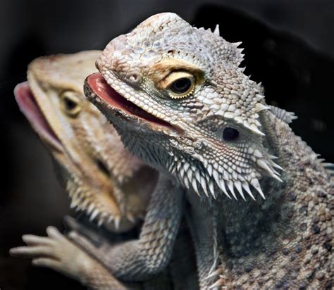 filebearded dragons jpg wikimedia commons