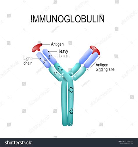 Structure Of The Antibody Molecule Ige And Antigen Vector Diagram For Medical Educational And