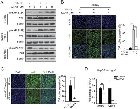 Statins Inhibit YAP Transcriptional Activity Under Hypoxia Both In