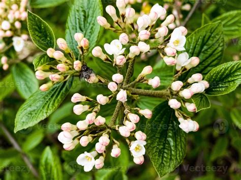 Flowers Of A Leatherleaf Viburnum Viburnum Rhytidophyllum