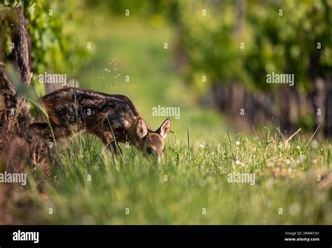 European Roe Deer Fawn Capreolus Capreolus Standing In A Vineyard