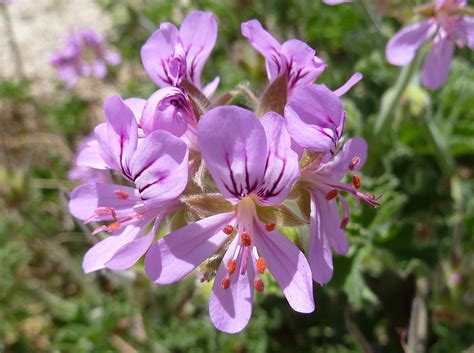 Pelargonium Capitatum Friends Of Queens Park Bushland