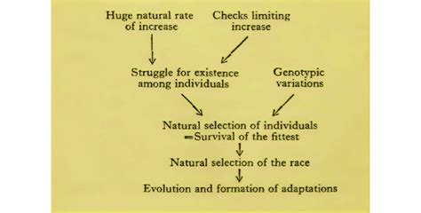 Diagram of natural selection according to Elton (1927, p. 180 ...