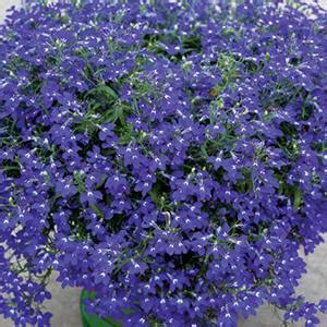 Lobelia erinus Hot Blue | Lucas Greenhouses