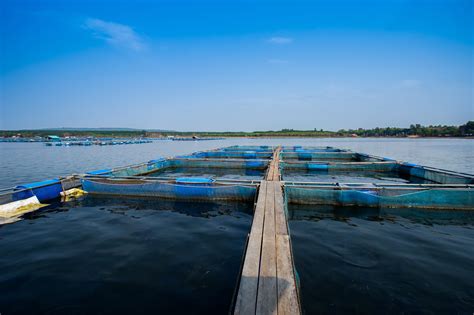 Virus de la tilapia de lago TiLV Signos clínicos diagnóstico y