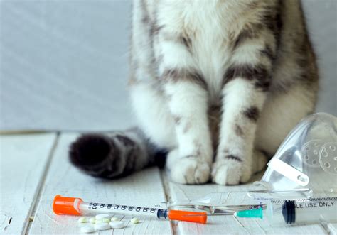 Introduction To Feline Diabetes - TheCatSite Articles