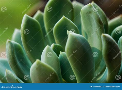 Green Macro Single Succulent Photo Stock Image Image Of Outdoor