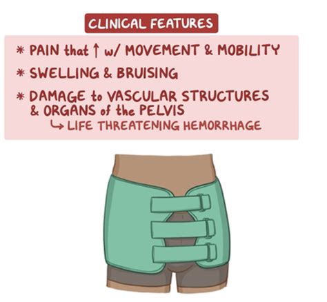 Clinical Anatomy Exam Study Guide Flashcards Quizlet