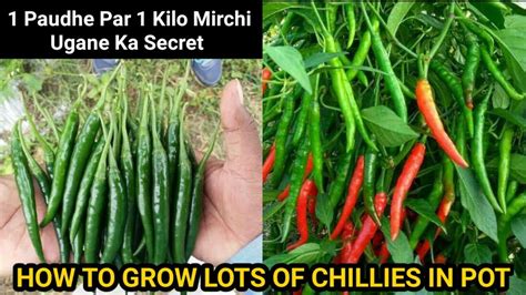 How To Grow Chillies At Home 1kg Chillies Per Plant New Secret Trick Seed To Harvest Updates