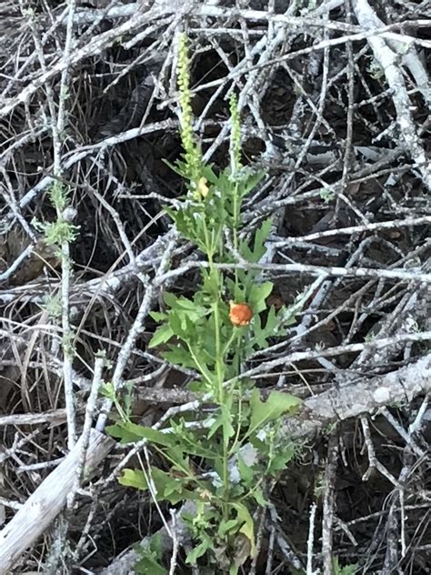 Western Ragweed From Morton Rd Katy TX US On October 06 2022 At 08