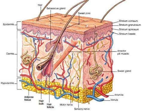 Subcutaneous Layer