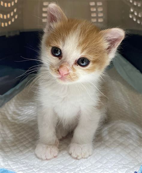 About us — Japan Cat Network International