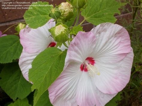 Plantfiles Pictures Hardy Hibiscus Rose Mallow Swamp Mallow Luna Blush Hibiscus