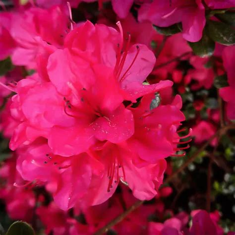 Hot Pink Bloom A Thon Azaleas For Sale Online The Tree Center