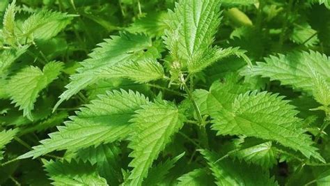 Stinging Nettle Rash: Symptoms, Causes, Treatments, 58% OFF