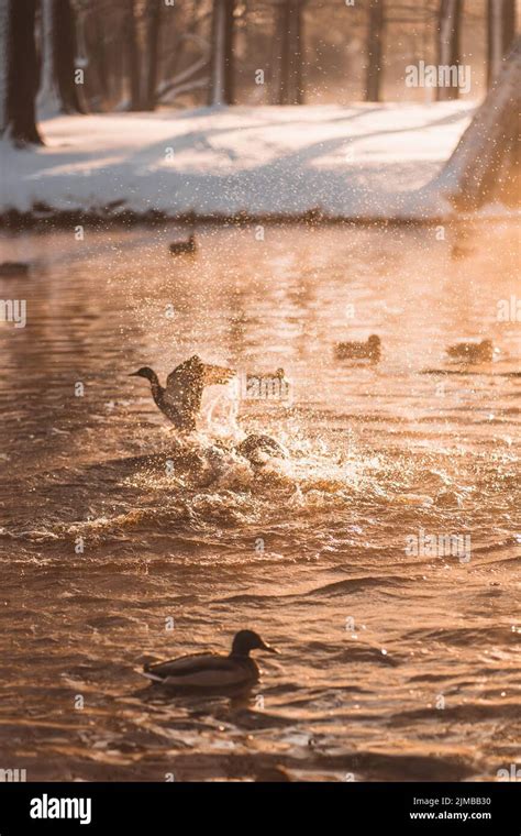 A Silhouette Of Ducks Wading And Splashing The Water By Their Wings On